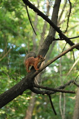 Curious Squirrel Perched on Branch in Lush Green Forest