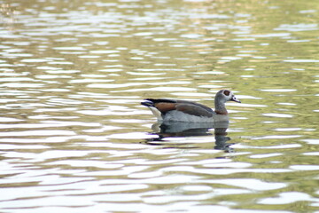 Egyptian Goose, lake, Alopochen aegyptiaca, duck