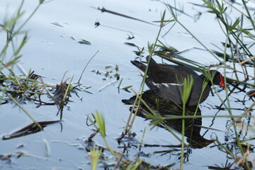 Common Moorhen, black bird, Gallinula chloropus, lake