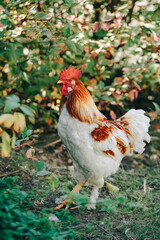 A rooster in an attack pose looks at the camera on a farm yard. Poultry farming, modern agriculture. Production and cultivation of natural products. Alert brown rooster. Farm animals.