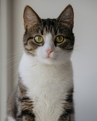 A brown and white cat with striking green eyes is curiously looking at the camera, capturing a moment of feline charm and beauty