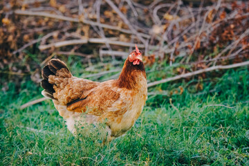 Growing chickens for natural meat and eggs. Adult brown hen in natural habitat on farm. Beautiful hen standing in grass and looking at camera. Poultry farming, modern agriculture.