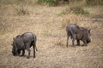 Tanzania is an East African country famous for its vast wildlife areas. These include the plains of the Serengeti National Park.