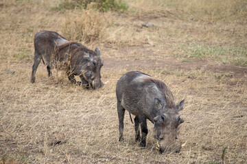 Tanzania is an East African country famous for its vast wildlife areas. These include the plains of the Serengeti National Park.