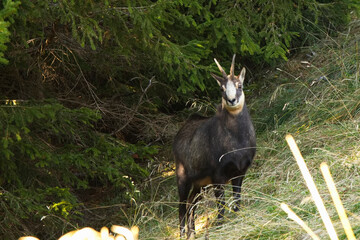 Gemse am Waldrand in den  Alpen