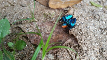 A colorful butterfly just emerging from its cocoon