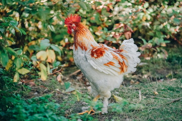 Angry aggressive white brown rooster defends territory. Farm animals. Rooster in attack pose posing showing his power in farm yard. Poultry farming, modern agriculture. Production natural products 