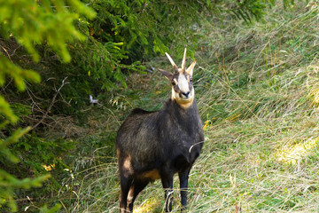 Gemse am Waldrand in den  Alpen