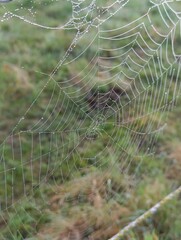 Spider web with droplets