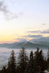 beautiful winter morning landscape with fir trees. Dawn in the mountains
