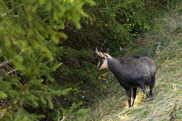 Gemse am Waldrand in den  Alpen