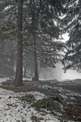 winter forest with trees and snow in the mountains