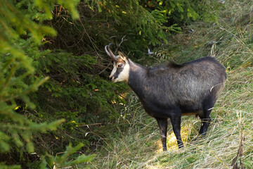 Gemse am Waldrand in den  Alpen