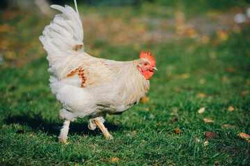 A watchful white rooster looks at camera in his natural habitat. Rooster with colorful feathers is alert and ready to defend himself. Poultry farming, modern agriculture. Production natural products.