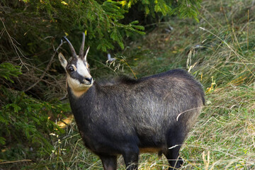 Gemse am Waldrand in den  Alpen