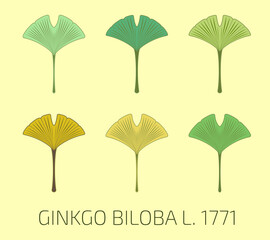 Vector illustration of a ginkgo biloba leaf using sacred geometry method. Vector set of ginkgo biloba.

