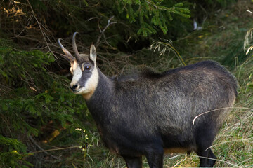 Gemse am Waldrand in den  Alpen