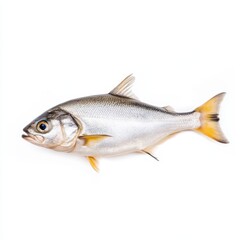 Fototapeta premium A shiny, silver fish with yellow accents, showcasing a streamlined body and distinctive features, resting against a plain background.