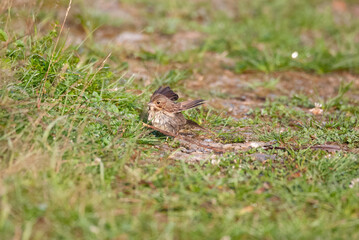 Elusive Lincoln's Sparrow foraging in a trodden path
