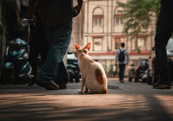 Stray Cat on a road during golden hour