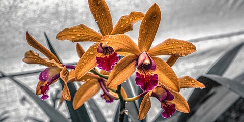 Captivating Orange Orchid with Water Droplets in Lush Greenery - Nature's Beauty Unveiled