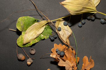 Autumn still life with a Berries of a Solomon’s seal, green leaf of burdock and fall oak leaves...