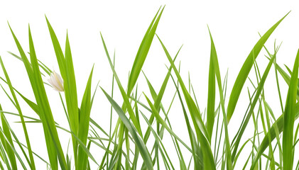 Flower grass petals on transparent background