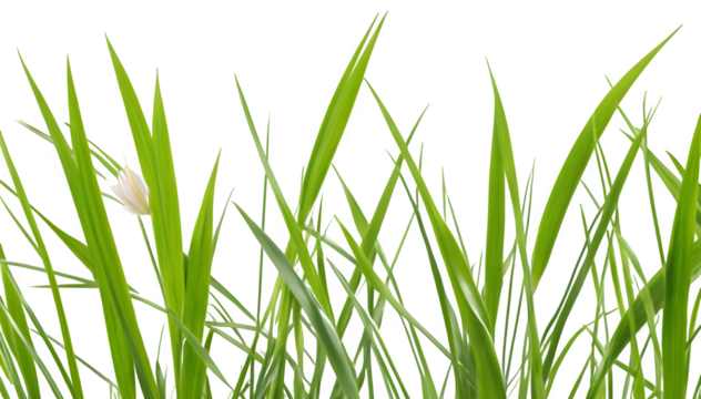 Flower grass petals on transparent background