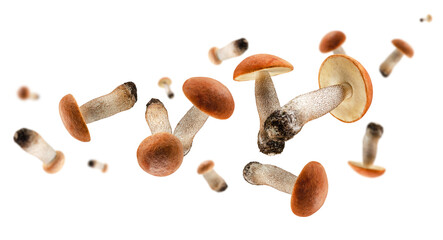 Set of aspen mushrooms flies and levitates in space. Volumetric light. Isolated on white.