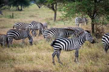 Tanzania is an East African country famous for its vast wildlife areas. These include the plains of the Serengeti National Park.