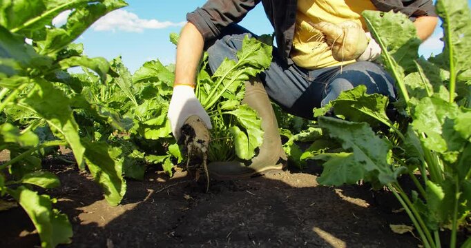 Man farmer checking crop sugar beet field, Working on farm, Growing plants, rich crop