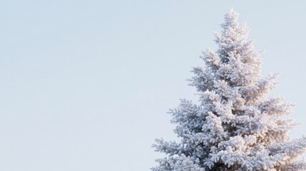 Snow-Covered Pine Tree Against Clear Winter Sky for Minimalist Holiday and Nature Backgrounds