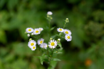 Fototapeta premium beautiful daisy in wild nature