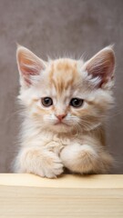 Obraz premium Close-up of light orange tabby kitten with curious expression