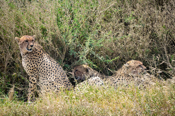 Tanzania is an East African country famous for its vast wildlife areas. These include the plains of the Serengeti National Park.