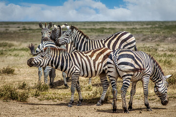 Tanzania is an East African country famous for its vast wildlife areas. These include the plains of the Serengeti National Park.