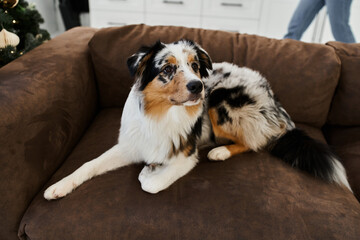 Cute fluffy dog lying on sofa in modern apartment.