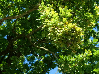 oak with green acorns - old oak with green acorns on the branches is a food source for wildlife and a classic subject for nature photographers.