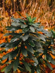 autumn leaves background