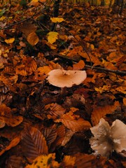 autumn in the forest