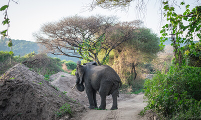 Fototapeta premium Tanzania is an East African country famous for its vast wildlife areas. These include the plains of the Serengeti National Park.