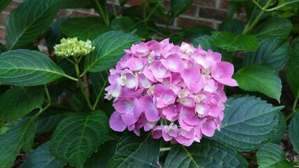 Pink Hydrangea Bloom