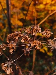 autumn leaves