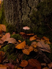 autumn in the forest