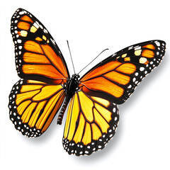 Fototapeta premium vibrant butterfly with orange and black wings, showcasing intricate patterns and delicate features. Its beauty captivates and symbolizes transformation and nature elegance