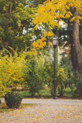 Naklejka premium autumn walk in the city park, weekends alone. The concept of calm and autumn freshness among trees and branches with yellow leaves. Beautiful colorful autumn leaves in the park.