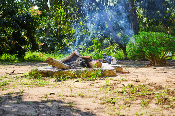 Fototapeta premium iguana in the forest