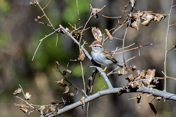 Chipping Sparrows are among the smallest and most beautiful of our native sparrows. © Terry B