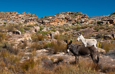 Wild donkeys roaming freely in the Cederberg in South Africa