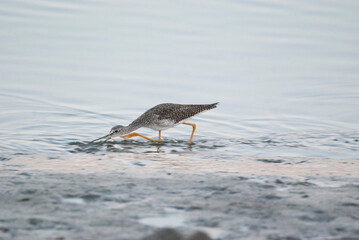 Great yellowlegs fishing in the shallow water
